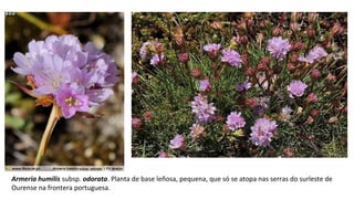 Armeria humilis subsp. odorata. Planta de base leñosa, pequena, que só se atopa nas serras do surleste de
Ourense na frontera portuguesa.
 