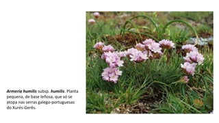 Armeria humilis subsp. humilis. Planta
pequena, de base leñosa, que só se
atopa nas serras galego-portuguesas
do Xurés-Gerês.
 