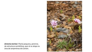 Armeria merinoi. Planta pequena, perenne,
de estructura semileñosa, que só se atopa na
área de serpentinas do Careón.
 