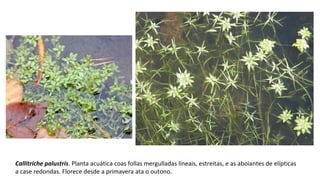 Callitriche palustris. Planta acuática coas follas mergulladas lineais, estreitas, e as aboiantes de elípticas
a case redondas. Florece desde a primavera ata o outono.
 
