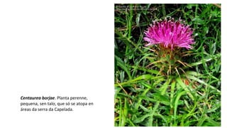 Centaurea borjae. Planta perenne,
pequena, sen talo, que só se atopa en
áreas da serra da Capelada.
 