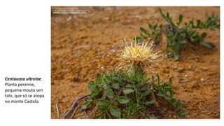 Centaurea ultreiae.
Planta perenne,
pequena mouta sen
talo, que só se atopa
no monte Castelo.
 