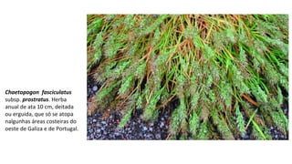 Chaetopogon fasciculatus
subsp. prostratus. Herba
anual de ata 10 cm, deitada
ou erguida, que só se atopa
nalgunhas áreas costeiras do
oeste de Galiza e de Portugal.
 