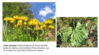 Crepis novoana. Planta herbácea coa mouta de follas
basáis de elípticas a lanceoladas e flores amarelas, que
só se atopa nos cantís dos arredores de Cedeira.
 