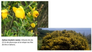Cytisus insularis (xesta). Arbusto de ata
2,5 m de altura que só se atopa nas illas
de Ons e Sálvora.
 