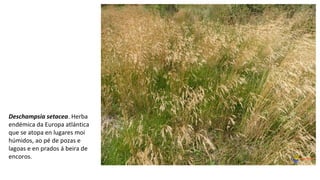 Deschampsia setacea. Herba
endémica da Europa atlántica
que se atopa en lugares moi
húmidos, ao pé de pozas e
lagoas e en prados á beira de
encoros.
 