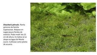 Eleocharis párvula. Planta
perenne da familia
Cyperaceae. Atópase en
augas pouco fondas de
esteiros. Pode medir ata 15
cm de altura. En Galiza só se
atopa na lagoa de Monte
Louro. Cultívase como planta
de acuario.
 