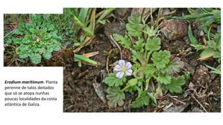 Erodium maritimum. Planta
perenne de talos deitados
que só se atopa nunhas
poucas localidades da costa
atlántica de Galiza.
 