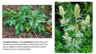 Eryngium duriaei subsp juresianum. Planta vivaz, con
mouta basal de follas grandes e talo floral de ata 1,3 m,
que se atopa en matos e pedreiras do Xurés e outros
montes do sur e o oeste de Galiza.
 