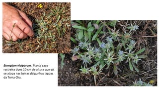 Eryngium viviparum. Planta case
rastreira duns 10 cm de altura que só
se atopa nas beiras dalgunhas lagoas
da Terra Cha.
 