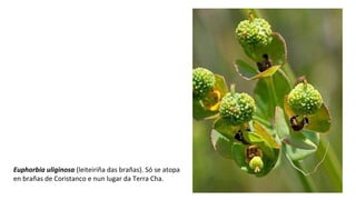 Euphorbia uliginosa (leiteiriña das brañas). Só se atopa
en brañas de Coristanco e nun lugar da Terra Cha.
 