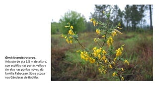 Genista ancistrocarpa.
Arbusto de ata 1,5 m de altura,
con espiñas nas partes vellas e
sin elas nas ponlas novas, da
familia Fabaceae. Só se atopa
nas Gándaras de Budiño.
 