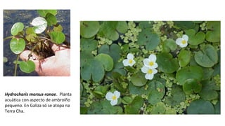 Hydrocharis morsus-ranae. Planta
acuática con aspecto de ambroíño
pequeno. En Galiza só se atopa na
Terra Cha.
 