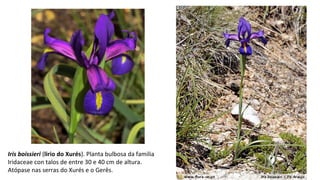 Iris boissieri (lirio do Xurés). Planta bulbosa da familia
Iridaceae con talos de entre 30 e 40 cm de altura.
Atópase nas serras do Xurés e o Gerês.
 