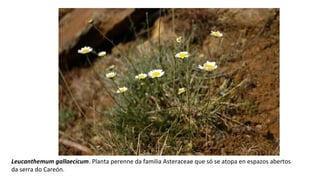Leucanthemum gallaecicum. Planta perenne da familia Asteraceae que só se atopa en espazos abertos
da serra do Careón.
 