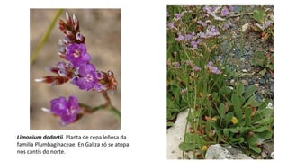 Limonium dodartii. Planta de cepa leñosa da
familia Plumbaginaceae. En Galiza só se atopa
nos cantís do norte.
 