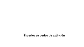 Especies en perigo de extinción
 