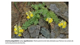 Linaria polygalifolia subsp aguillonensis. Planta perenne de talos deitados que florece nos areais do
norte da provincia da Coruña.
 