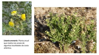 Linaria arenaria. Planta anual
que medra nos areais de
algunhas localidades da costa
atlántica.
 