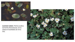 Luronium natans. Planta acuática
da familia Alismataceae. Só se
atopa en localidades da Terra
Cha.
 