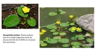 Nymphoides peltata. Planta acuática
que só se atopa nalgunhas zonas de
pouca corrente do río Miño ou en pozas
das súas beiras.
 