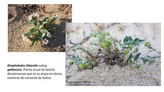 Omphalodes littoralis subsp.
gallaecica. Planta anual da familia
Boraxinaceae que só se atopa en dunas
costeiras do noroeste de Galiza.
 
