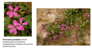 Petrocoptis grandiflora. Planta
herbácea perenne da familia
Caryophyllaceae endémica da serra de
Enciña da Lastra.
 