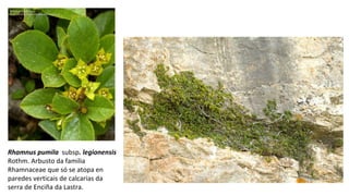 Rhamnus pumila subsp. legionensis
Rothm. Arbusto da familia
Rhamnaceae que só se atopa en
paredes verticais de calcarias da
serra de Enciña da Lastra.
 