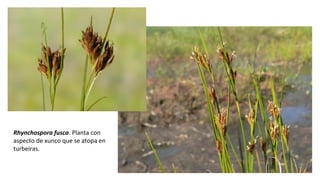 Rhynchospora fusca. Planta con
aspecto de xunco que se atopa en
turbeiras.
 