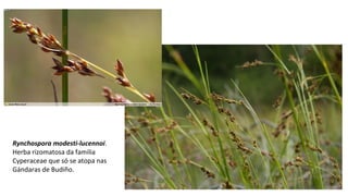 Rynchospora modesti-lucennoi.
Herba rizomatosa da familia
Cyperaceae que só se atopa nas
Gándaras de Budiño.
 