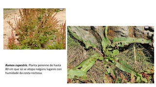 Rumex rupestris. Planta perenne de hasta
80 cm que só se atopa nalgúns lugares con
humidade da costa rochosa.
 