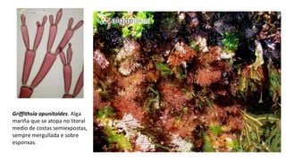 Griffithsia opunitoides. Alga
mariña que se atopa no litoral
medio de costas semiexpostas,
sempre mergullada e sobre
esponxas.
 