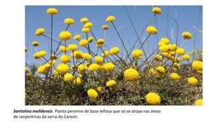 Santolina melidensis. Planta perenne de base leñosa que só se atopa nas áreas
de serpentinas da serra do Careón.
 