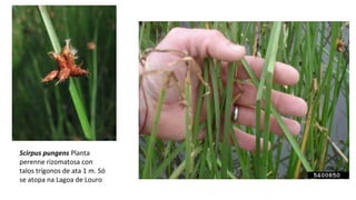 Scirpus pungens Planta
perenne rizomatosa con
talos trígonos de ata 1 m. Só
se atopa na Lagoa de Louro
 
