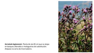 Serratula legionensis. Planta de ata 85 cm que se atopa
en bosques alterados e matogueiras de substitución.
Atópase na serra do Invernadoiro.
 