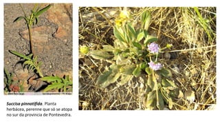 Succisa pinnatifida. Planta
herbácea, perenne que só se atopa
no sur da provincia de Pontevedra.
 