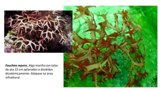 Fauchea repens. Alga mariña con talos
de ata 12 cm aplanados e divididos
dicotómicamente. Atópase na área
infralitoral.
 