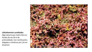 Lithothamnion corallioides.
Alga calcaria que medra libre en
fondos de ata 20 m de
profundidade. Con ramificacións
delgadas e cilíndricas de 1,8 mm
de grosor.
 