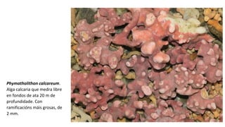 Phymatholithon calcareum.
Alga calcaria que medra libre
en fondos de ata 20 m de
profundidade. Con
ramificacións máis grosas, de
2 mm.
 