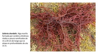 Solieria chordalis. Alga mariña
formada por cordóns cilíndricos
ríxidos e pouco ramificados de
15 a 20 cm de longo que se
atopa en profundidades de ata
15 m.
 