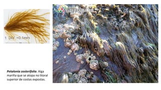 Petalonia zosterifolia. Alga
mariña que se atopa no litoral
superior de costas expostas.
 