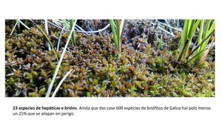 23 especies de hepáticas e brións. Aínda que das case 600 especies de briófitos de Galiza hai polo menos
un 25% que se atopan en perigo.
 