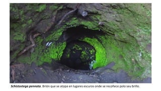 Schistostega pennata. Brión que se atopa en lugares escuros onde se recoñece polo seu brillo.
 