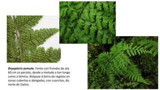 Dryopteris aemula. Fento con frondas de ata
60 cm co peciolo, desde a metade a tan longo
como a lámina. Atópase á beira de regatos en
zonas cubertas e abrigadas, con cuarcitas, do
norte de Galiza.
 