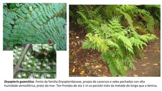 Dryopteris guanchica. Fento da familia Dryopteridaceae, propio de cavorcos e vales pechados con alta
humidade atmosférica, preto do mar. Ten frondas de ata 1 m co peciolo máis da metade de longo que a lámina.
 