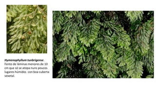 Hymenophyllum tunbrigense.
Fento de láminas menores de 10
cm que só se atopa nuns poucos
lugares húmidos con boa cuberta
vexetal.
 