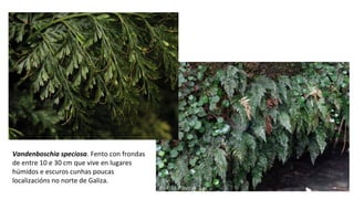 Vandenboschia speciosa. Fento con frondas
de entre 10 e 30 cm que vive en lugares
húmidos e escuros cunhas poucas
localizacións no norte de Galiza.
 