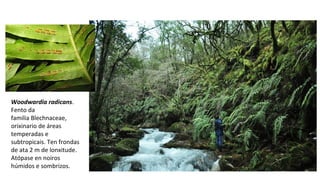 Woodwardia radicans.
Fento da
familia Blechnaceae,
orixinario de áreas
temperadas e
subtropicais. Ten frondas
de ata 2 m de lonxitude.
Atópase en noiros
húmidos e sombrizos.
 