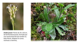 Arabis juresii. Planta de 25 a 50 cm,
da familia Brasicaceae, formada por
una mouta basal da que xorden os
talos florais. Atópase en zonas
rochosas e clareiros.
 