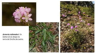 Armeria rothmaleri. En
Galiza só se atopa na
serra de Enciña da Lastra.
 